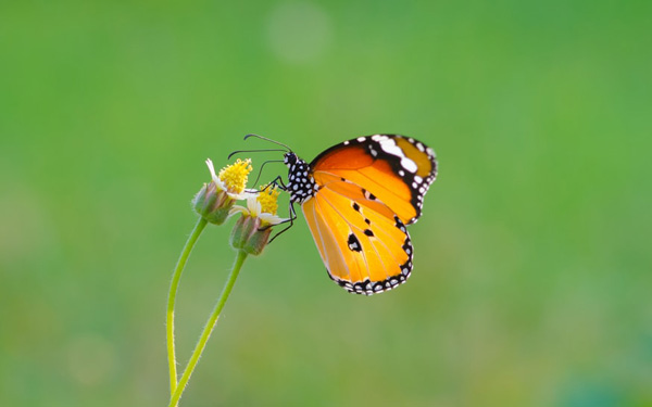 Butterfly on flower